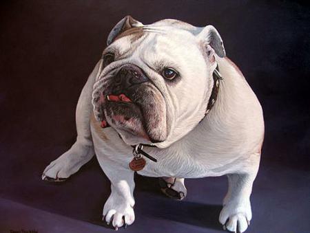 pét-bull